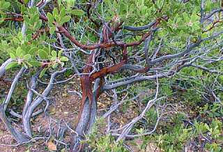 [manzanita]