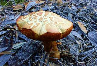 [chiricahua mushroom]