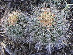 [cholla]