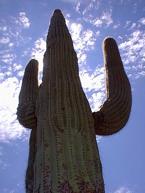 [saguaro]