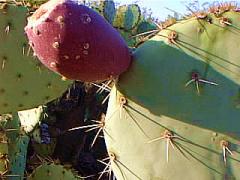 [prickly pear tuna]